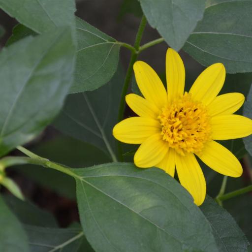 Sonnenblumen / Helianthus